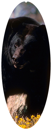 DNSA18-301 Black Bear